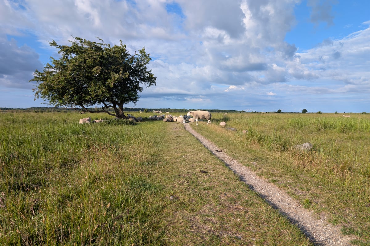 Sheep resting beneath a tree and beside a footpath through the open grassland of Amager Fælled, Denmark.