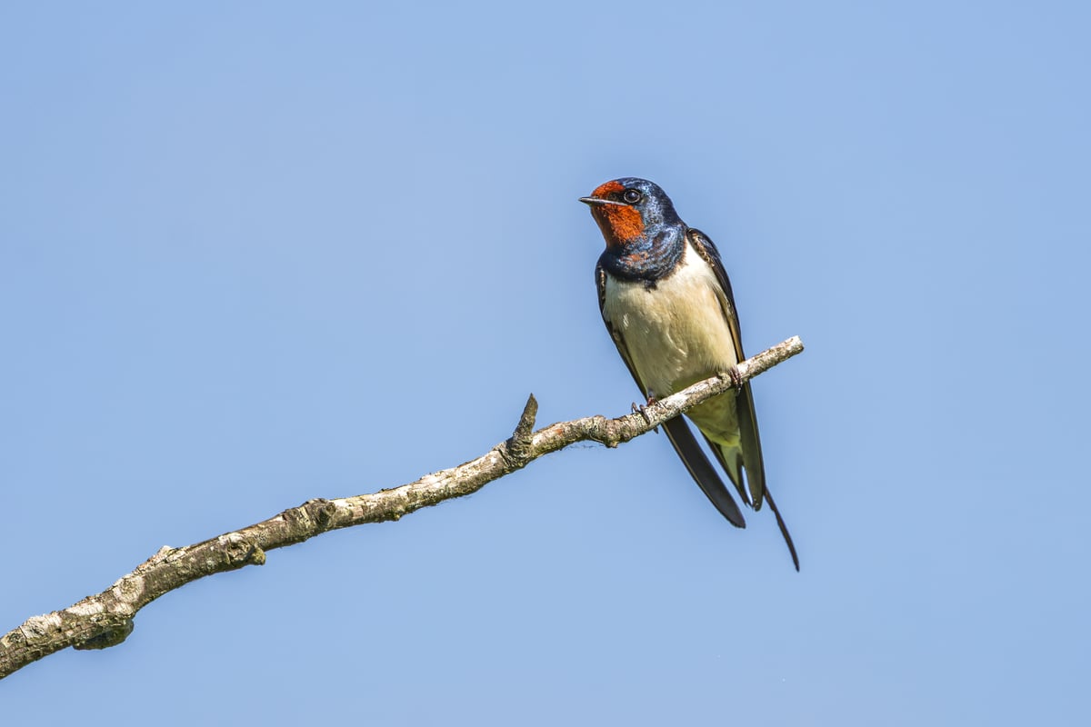 Barn swallow perched on a bare branch against a clear blue sky in Amager Fælled, Denmark.