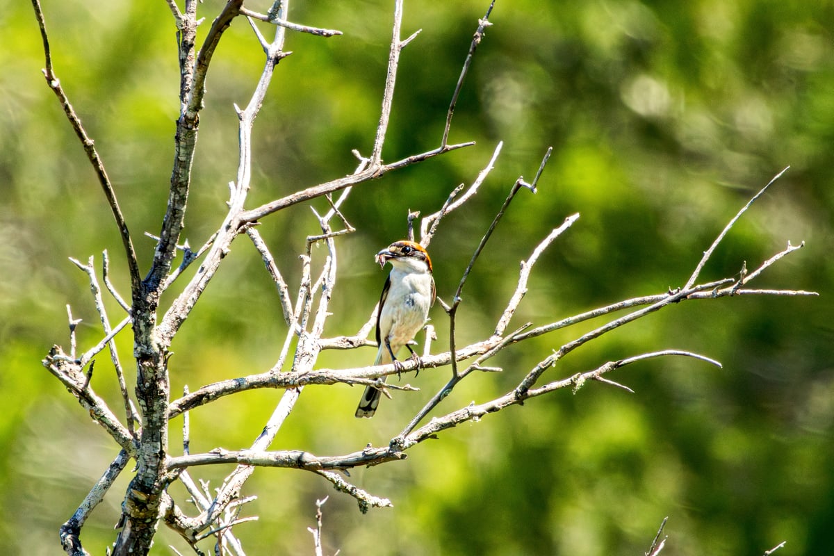 European bee-eater perched on a bare branch holding an insect against a soft green background
