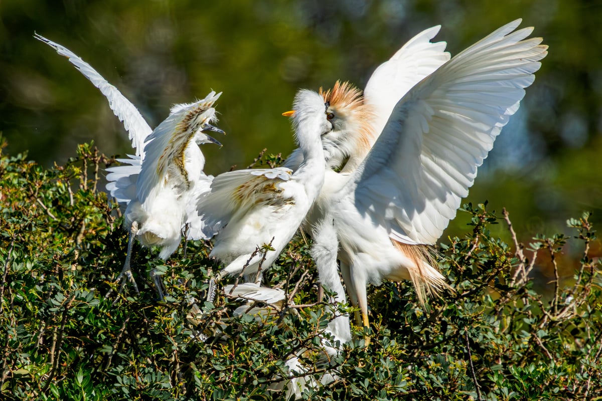 Adult Cattle Egret (Bubulcus ibis) with wings raised among chicks in a nest in S'Albufera de Mallorca