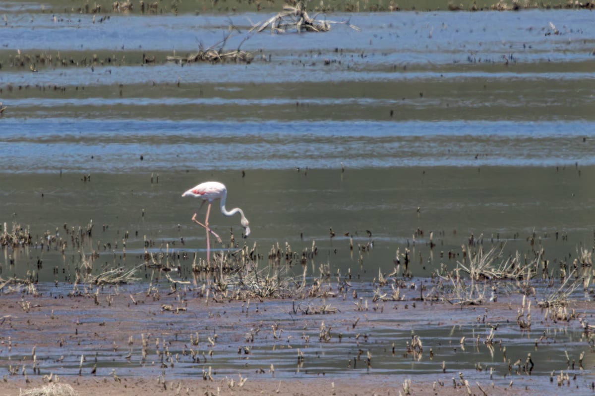 Greater flamingo (Phoenicopterus roseus) wading in shallow water in S'Albufera with layered reflections and mudflats