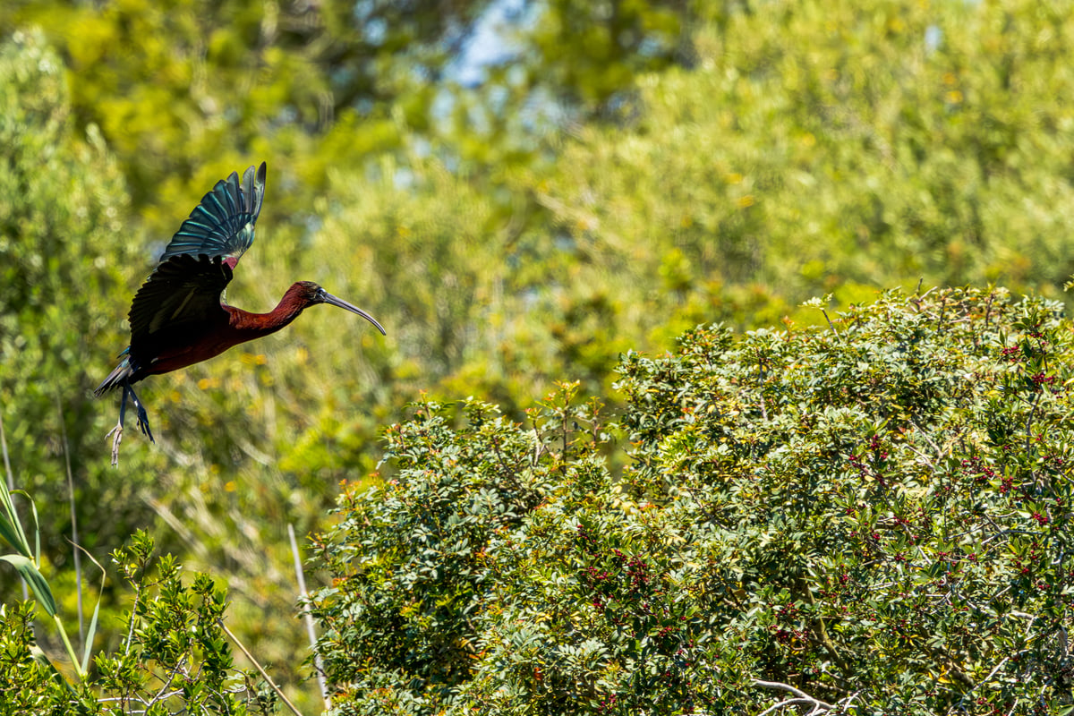 Glossy Ibis (Plegadis falcinellus) coming in to land above dense green scrub in S'Albufera de Mallorca