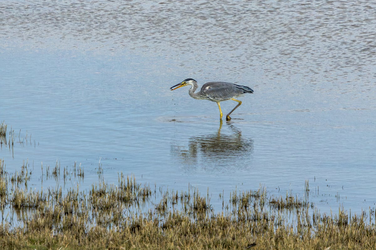 Grey heron standing in shallow water with its beak open while feeding along the coast at Kalvebod Fælled, Denmark.