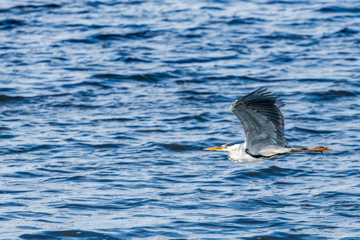 Grey heron flying low over the blue coastal waters beside Kalvebod Fælled, Denmark.