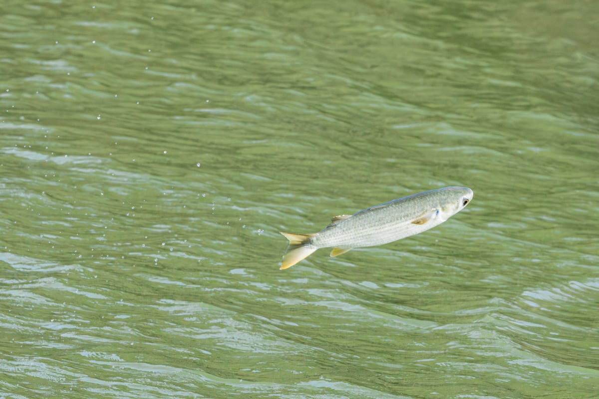 Grey mullet (Chelon labrosus) leaping out of the water in S'Albufera with a soft green background