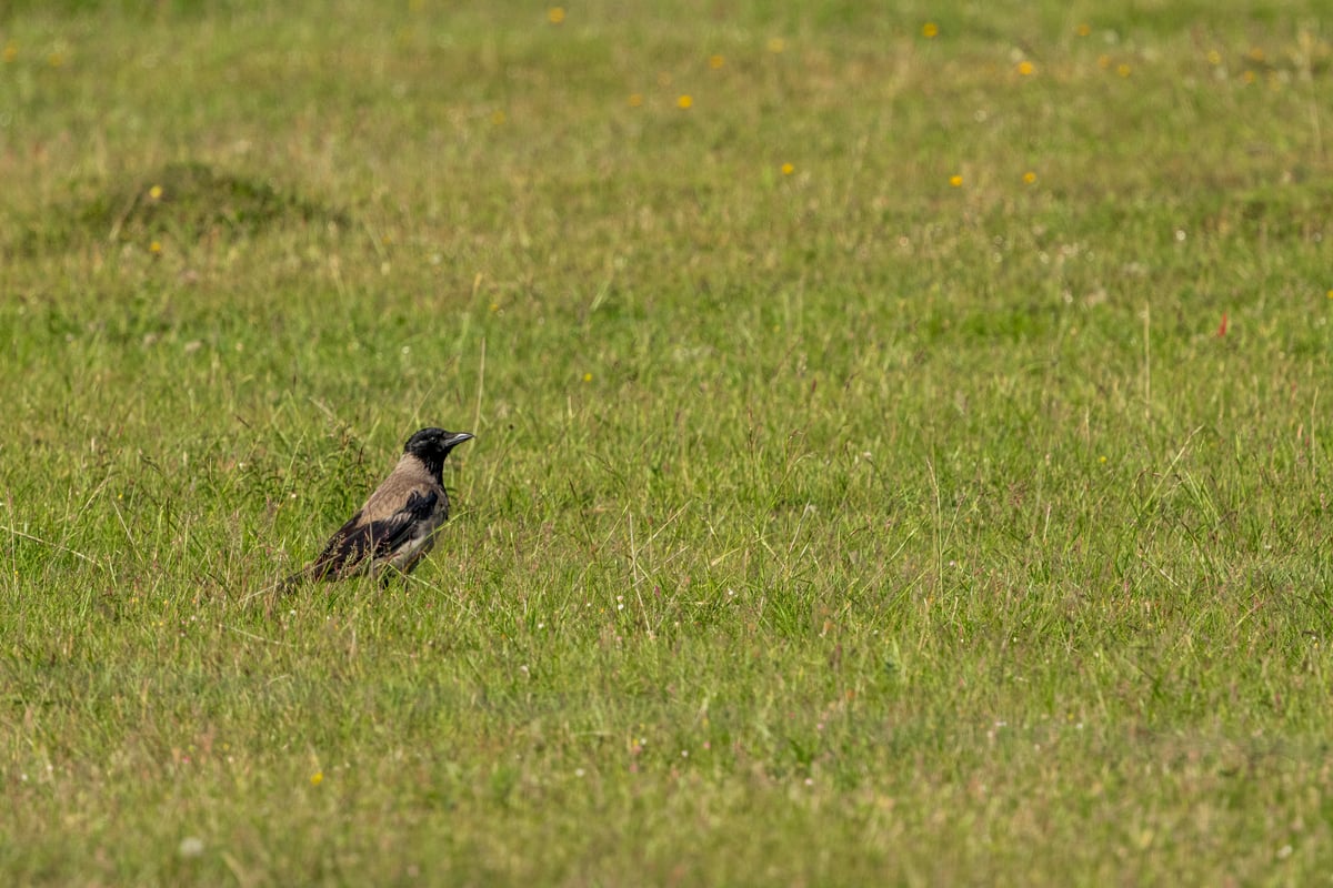 Hooded crow standing amongst tall green grass and wildflowers in the meadows of Amager, Denmark.