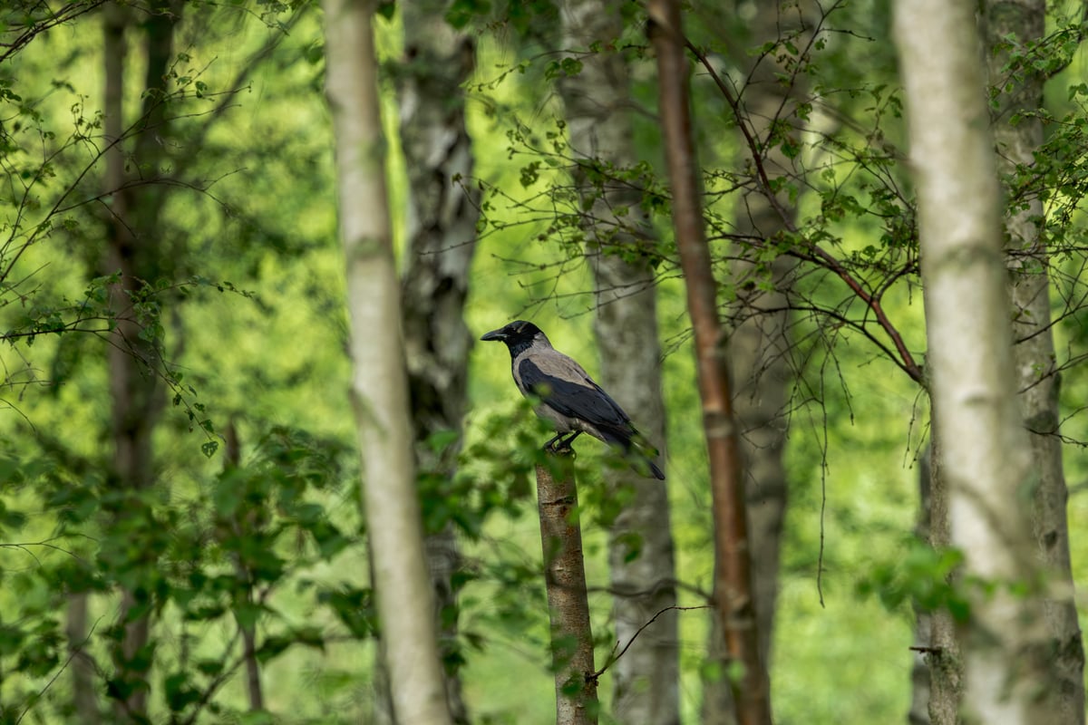 Hooded crow perched on a broken tree trunk amongst dense green woodland on Amager, Denmark.