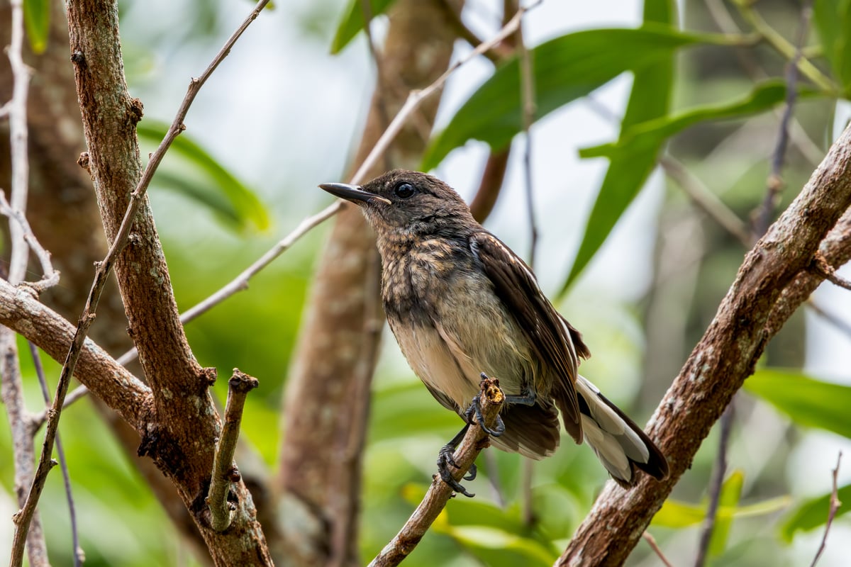 Juvenile oriental magpie-robin perched on branch in Krabi, Thailand