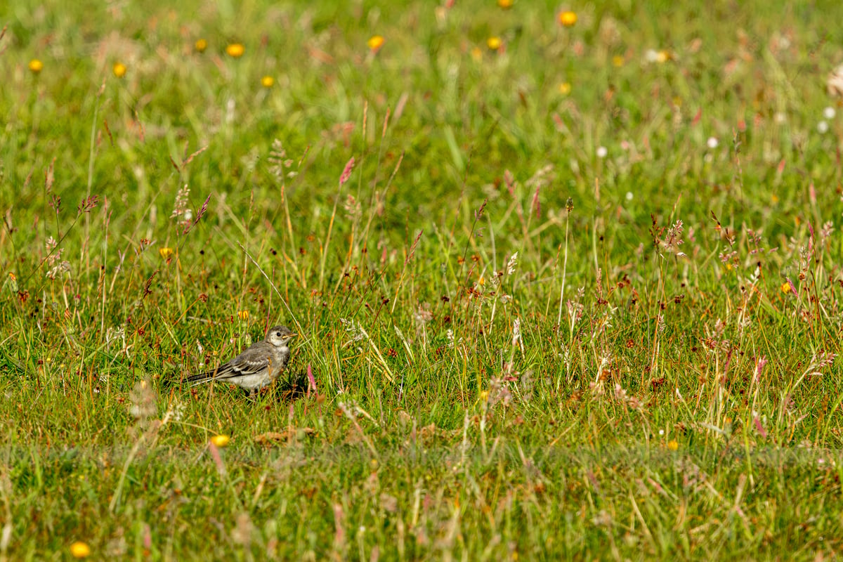 Juvenile white wagtail standing amongst long green grass and small wildflowers in a meadow on Amager, Denmark.