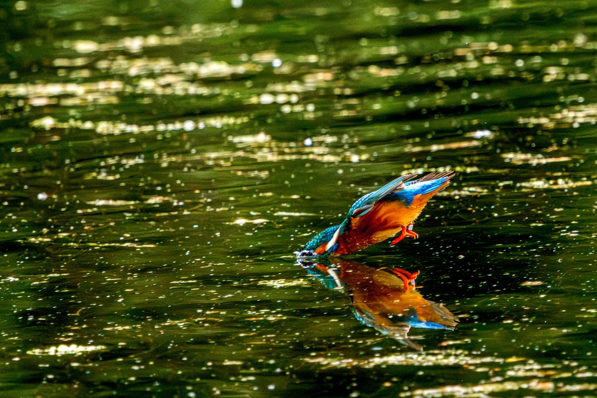 A kingfisher dives head-first towards the water with its reflection visible beneath it at Rye Meads RSPB.