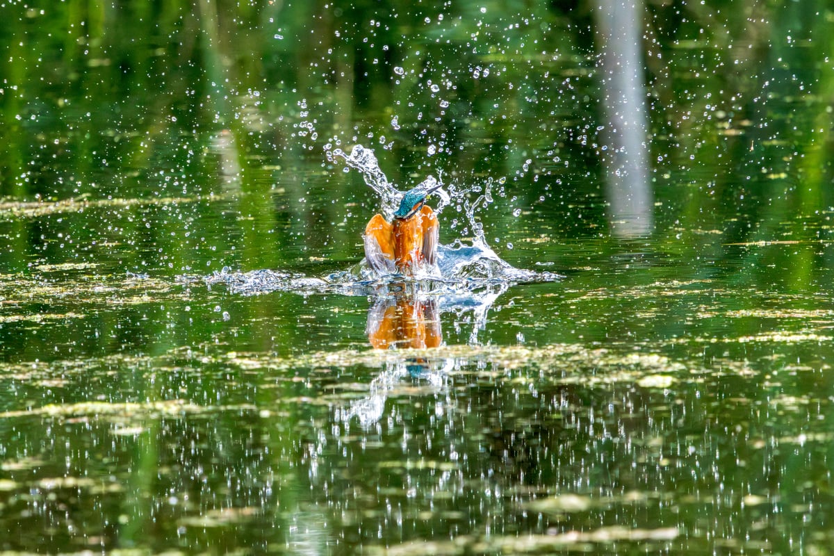 A kingfisher bursts vertically from the water surrounded by a spray of droplets at Rye Meads RSPB.