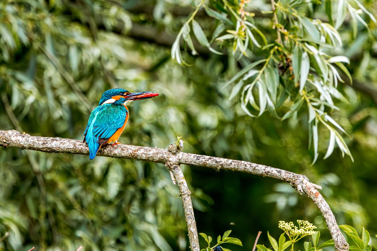 Common kingfisher perched on a branch holding a small red fish above green water at Rye Meads RSPB