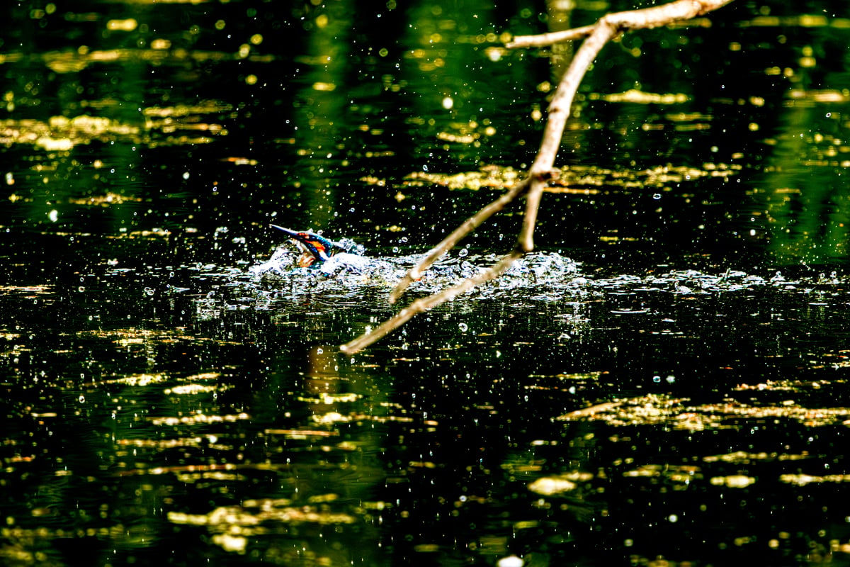 A kingfisher breaks the surface of the water with only its head and upper body visible among splashes at Rye Meads RSPB.