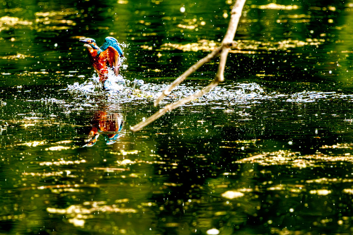 A kingfisher rises from the water with droplets trailing behind as it begins to accelerate away from the surface.