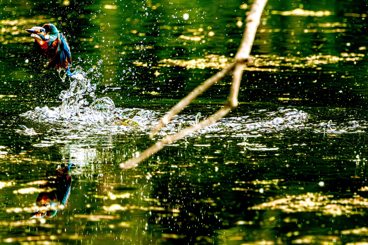 A kingfisher climbs from the water with wings partially extended and droplets suspended in the air around it.