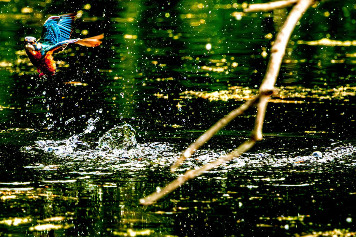 A kingfisher flies away from the water with wings extended as the final splash settles below.