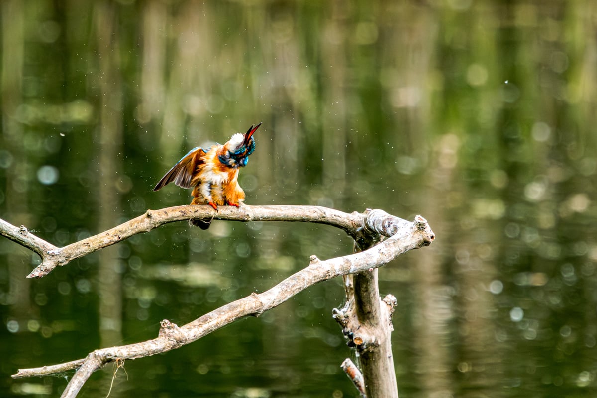 Wet common kingfisher shaking water from its feathers while perched above the water at Rye Meads RSPB