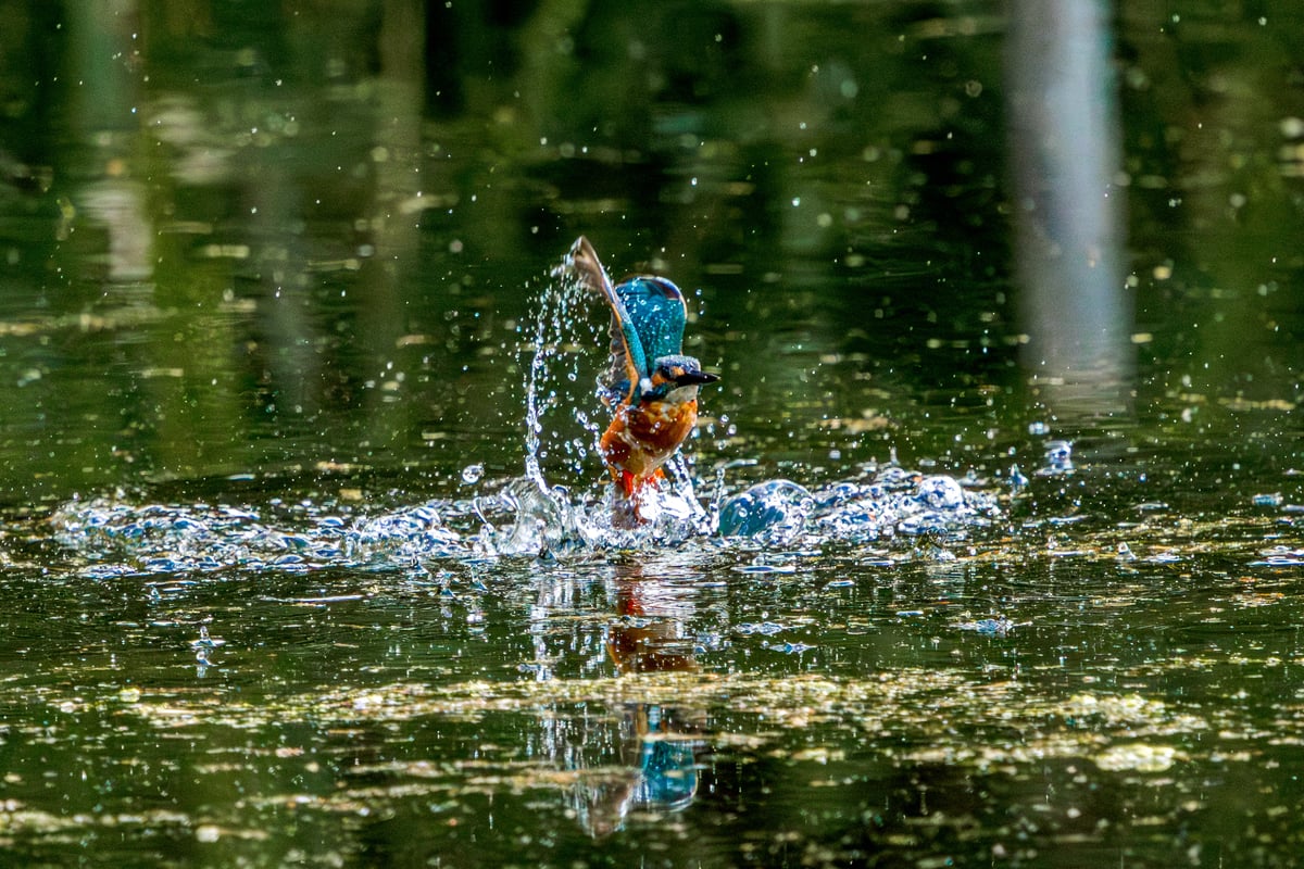 A kingfisher emerges from the water surrounded by splashes and bubbles at Rye Meads RSPB.