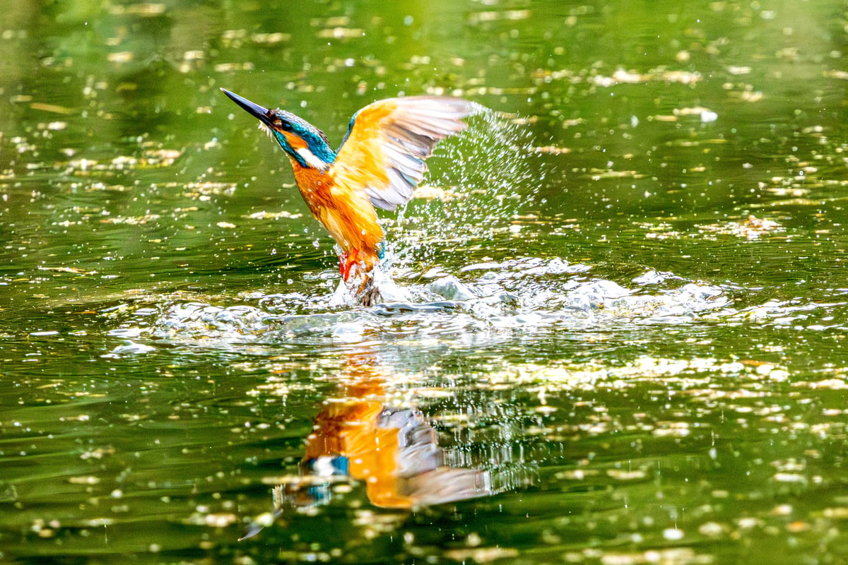 A kingfisher lifts clear of the water with one wing raised and droplets trailing behind at Rye Meads RSPB.