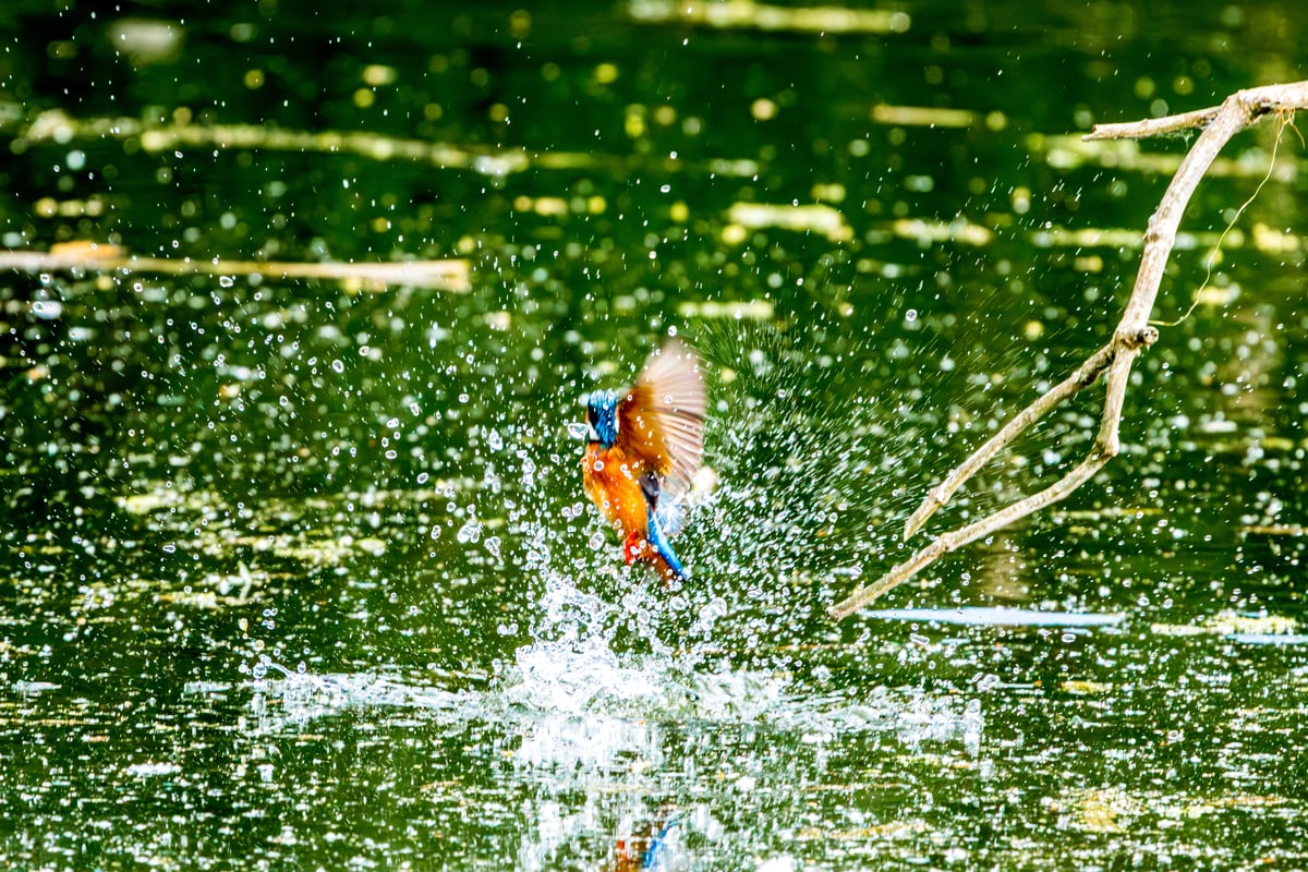 Common kingfisher erupting from green water in a chaotic spray of droplets at Rye Meads RSPB