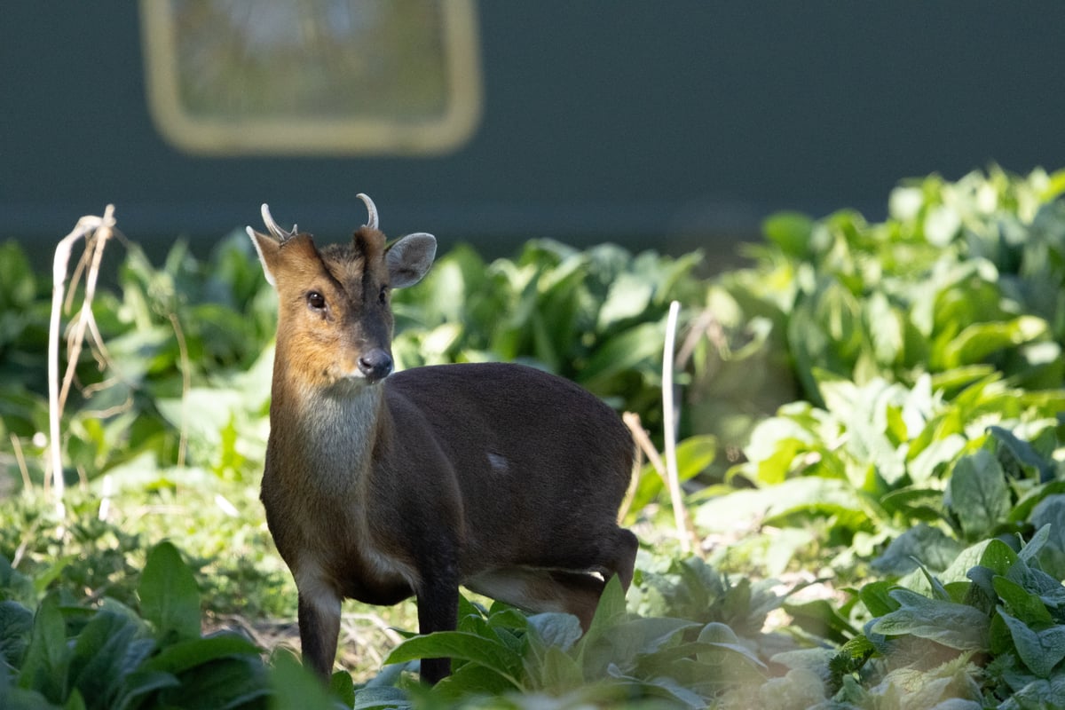 A startled muntjac deer standing amongst dense green vegetation beside the Lea Valley canal in Essex, lit by strong midday sunlight against a darker background.
