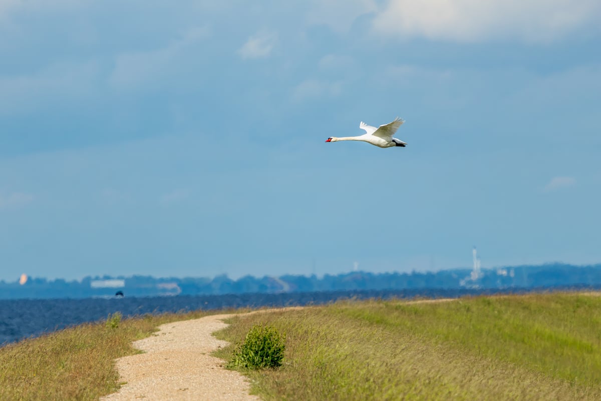Mute swan flying low over the coastal water and dyke at Kalvebod Fælled, Denmark.