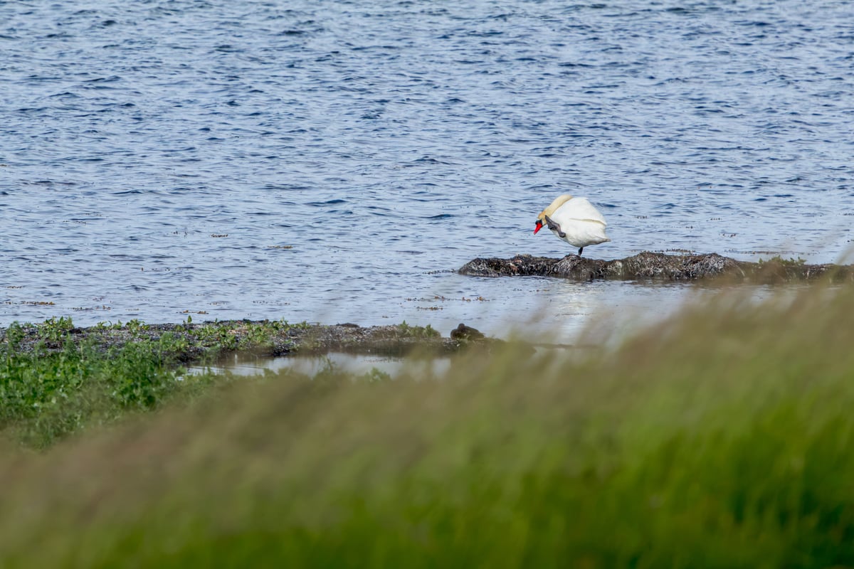 Mute swan twisting its neck around to scratch itself while standing in shallow water at Kalvebod Fælled, Denmark.