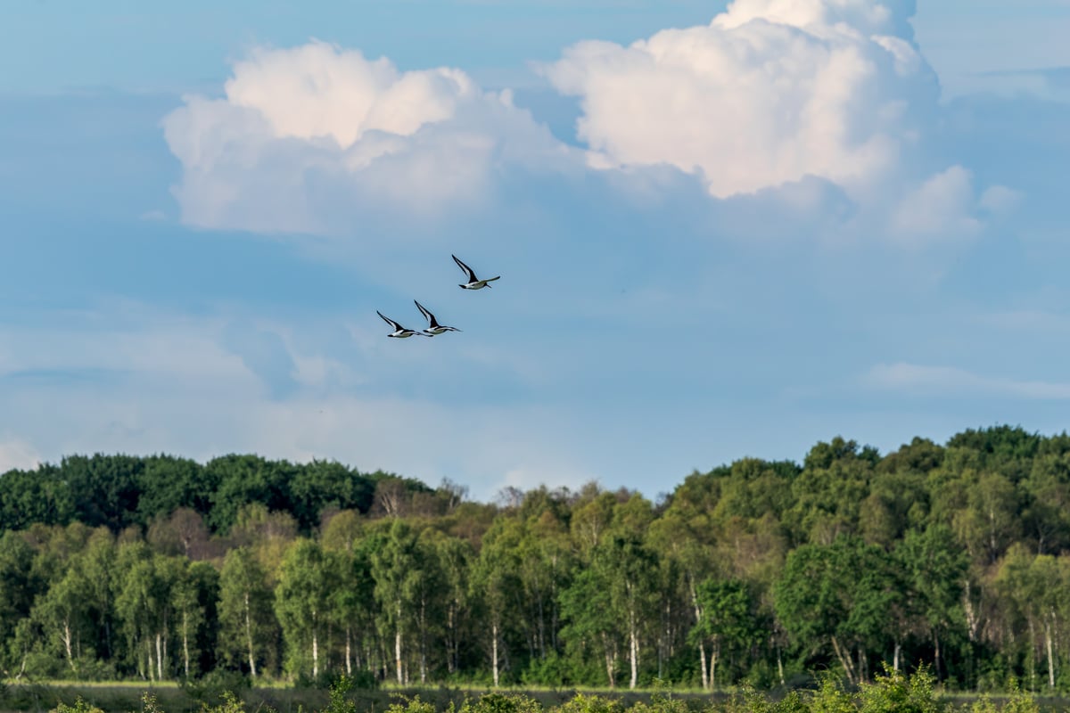 Three oystercatchers flying together above green woodland beneath a blue sky with large white clouds on Amager, Denmark.