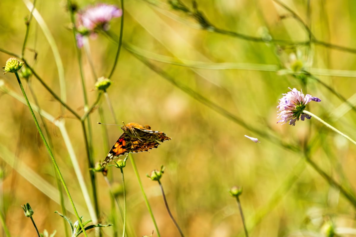 European peacock (Aglais io) butterfly in flight with orange wings and eye-spots against a soft green background