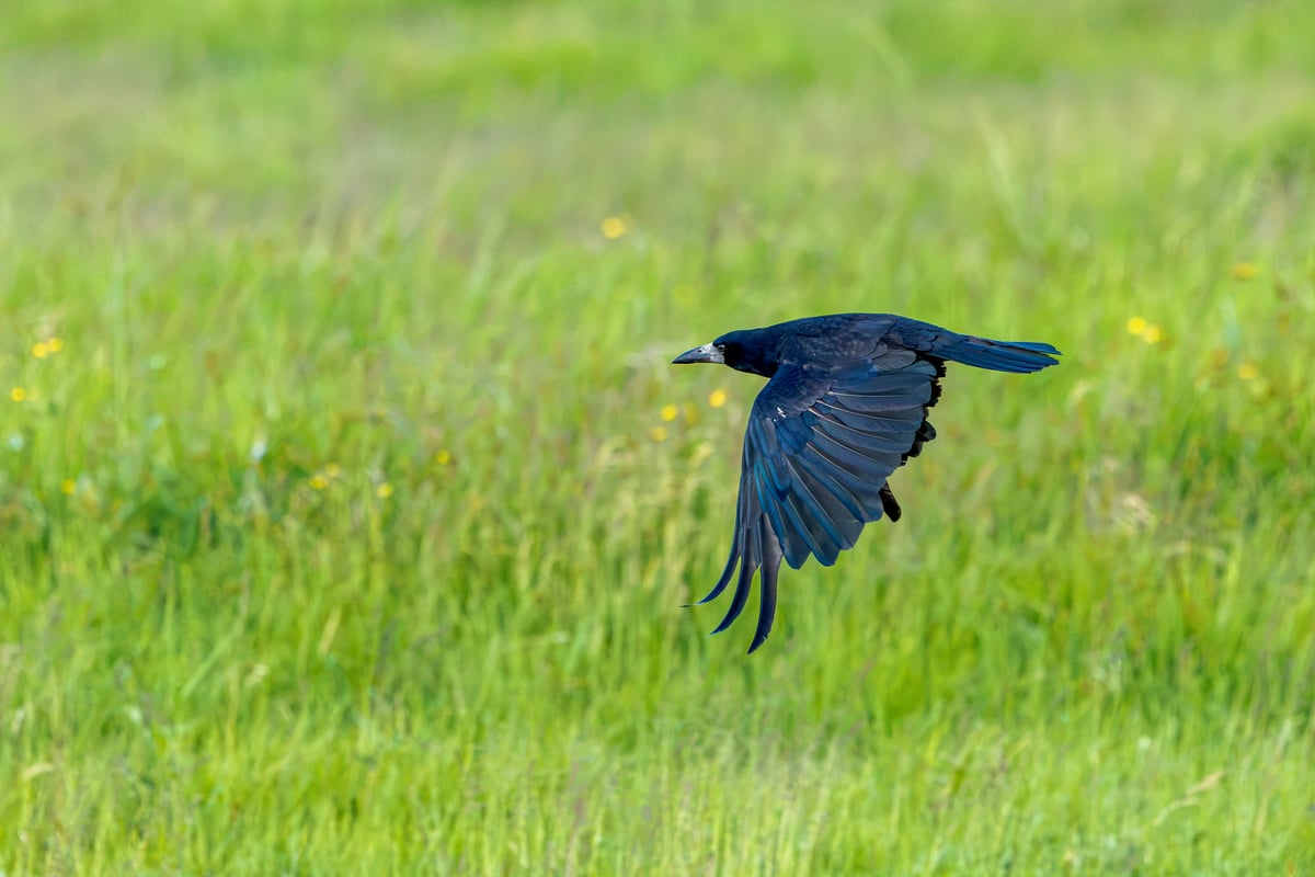 Rook flying low over a green meadow with trees and woodland softly visible behind it on Amager, Denmark.