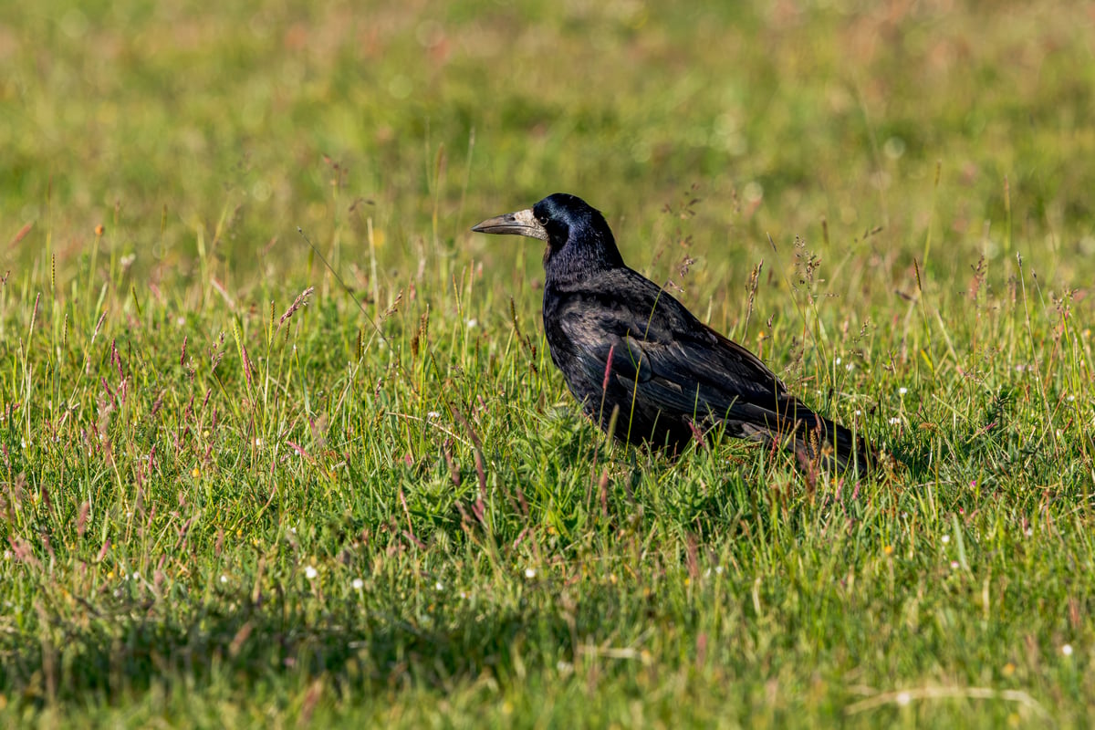 Rook walking amongst long green grass and small wildflowers in a meadow on Amager, Denmark.