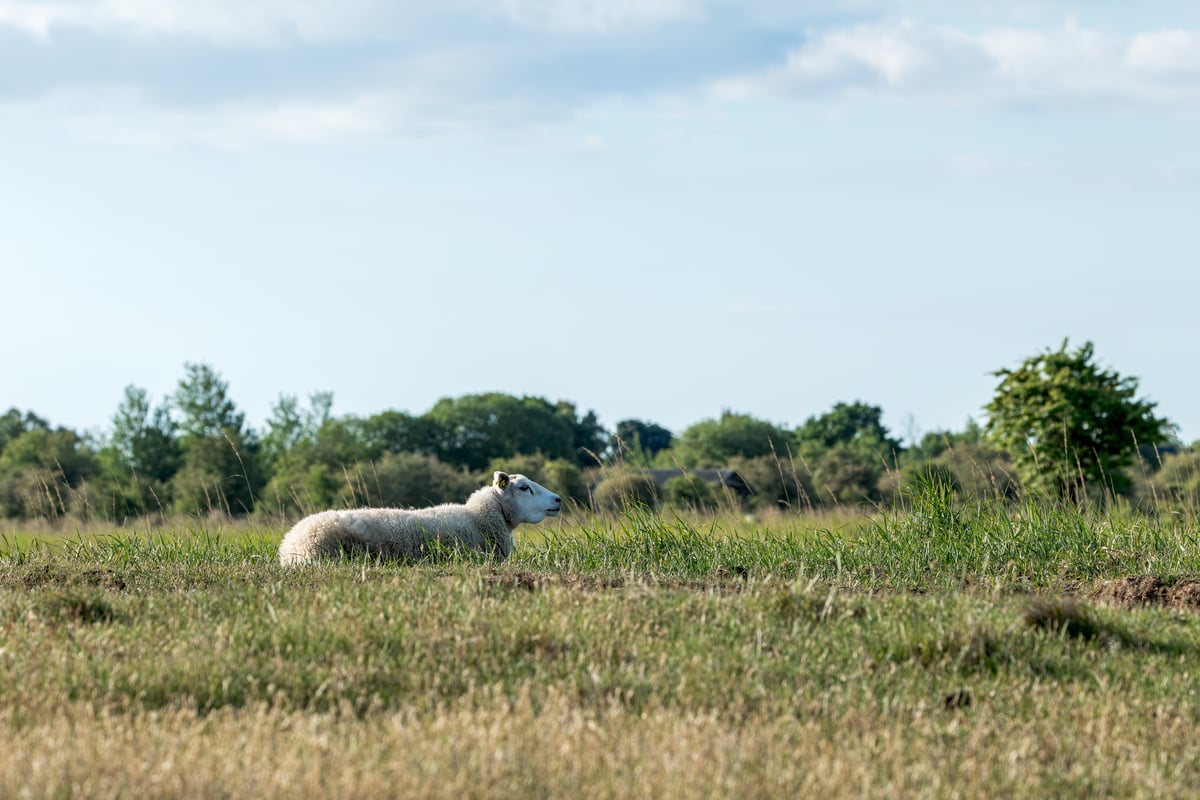 Sheep lying in the grass of an open meadow in Amager Fælled, with trees in the distance beneath a pale blue sky.