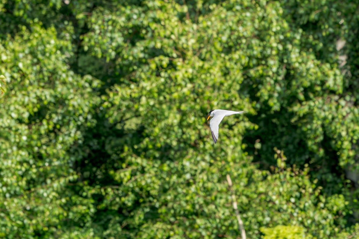 Tern flying above the coastal landscape at Kalvebod Fælled, looking sharply down towards the ground while hunting.