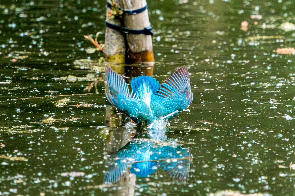 Common kingfisher diving headfirst into green water with wings spread wide at Rye Meads RSPB