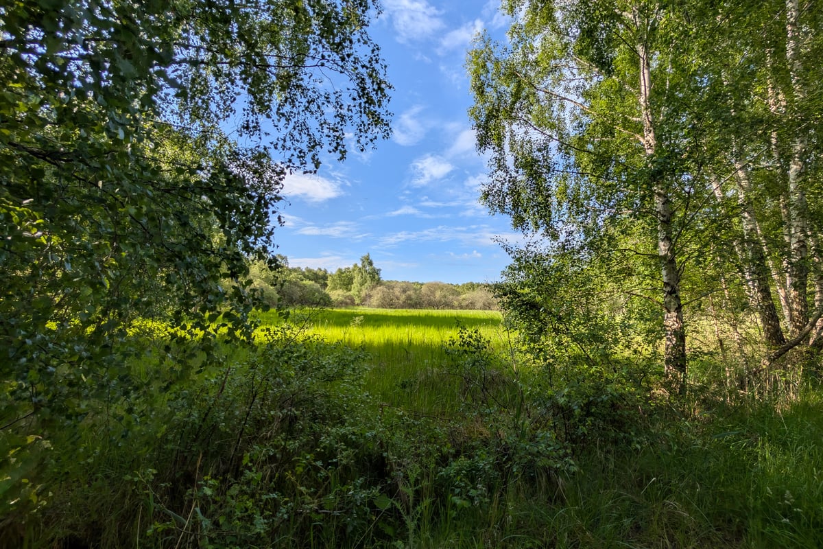 View through dense green woodland towards a bright open clearing on Amager, Denmark.