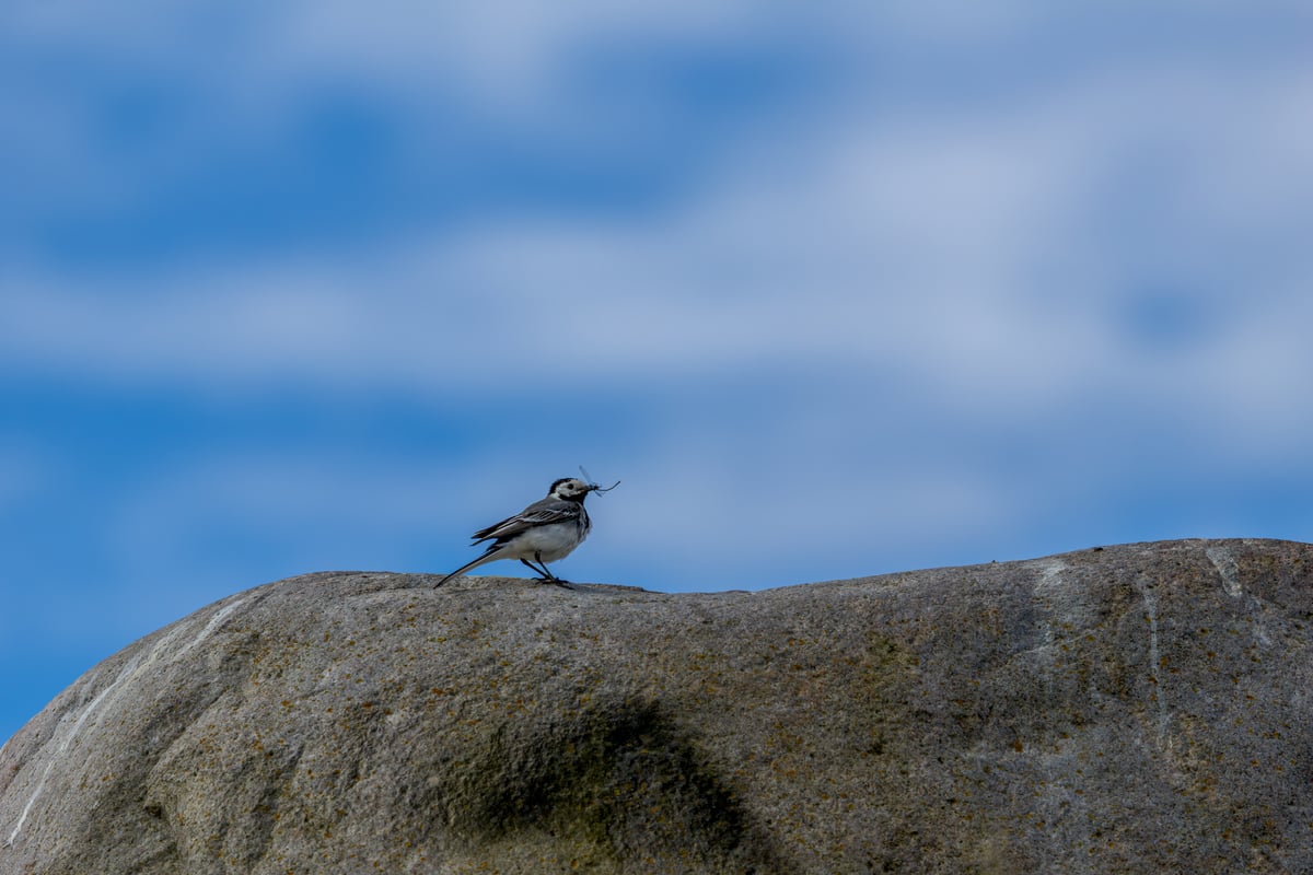 White wagtail standing on a large coastal rock with an insect held in its beak at Kalvebod Fælled, Denmark.